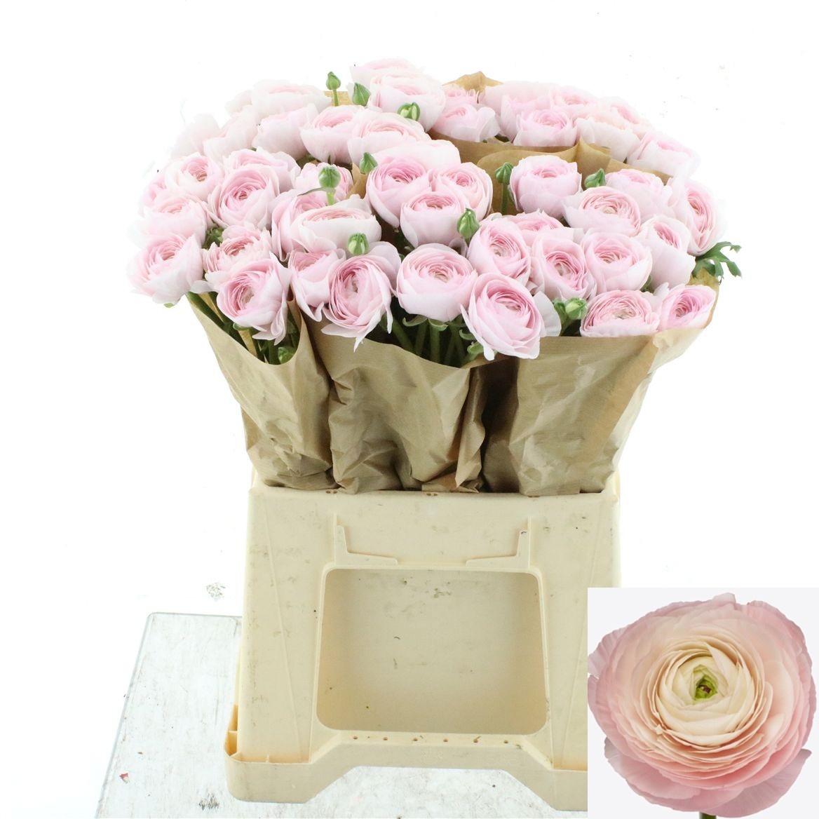 Ranunculus Success Hanoi 45cm