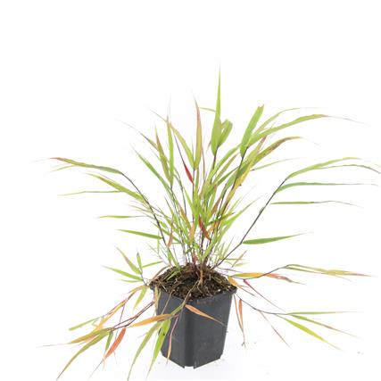 Picture of Hakonechloa macra P9