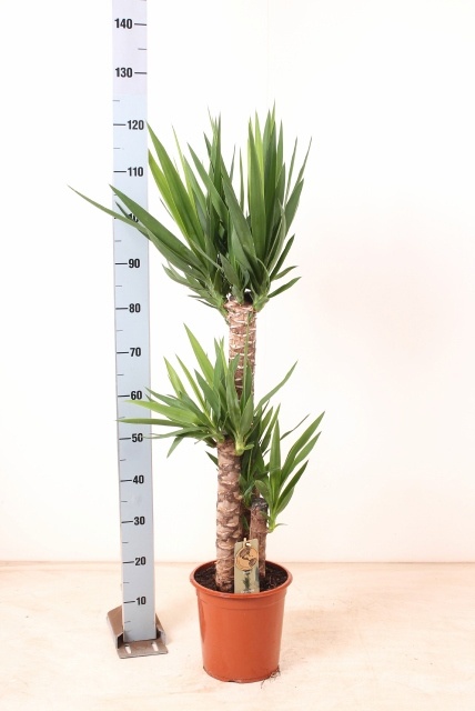 Yucca 24P 120H 3stek 2kop