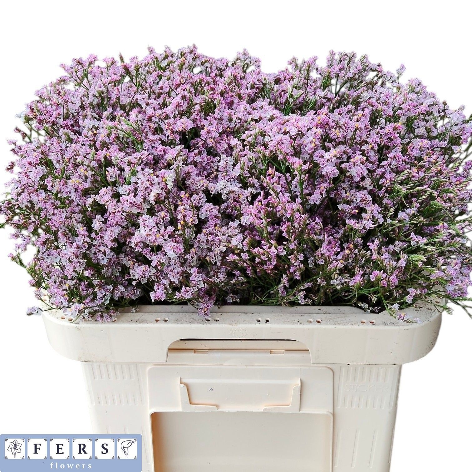 Limonium Sin Divine Diamond 60cm 22gram