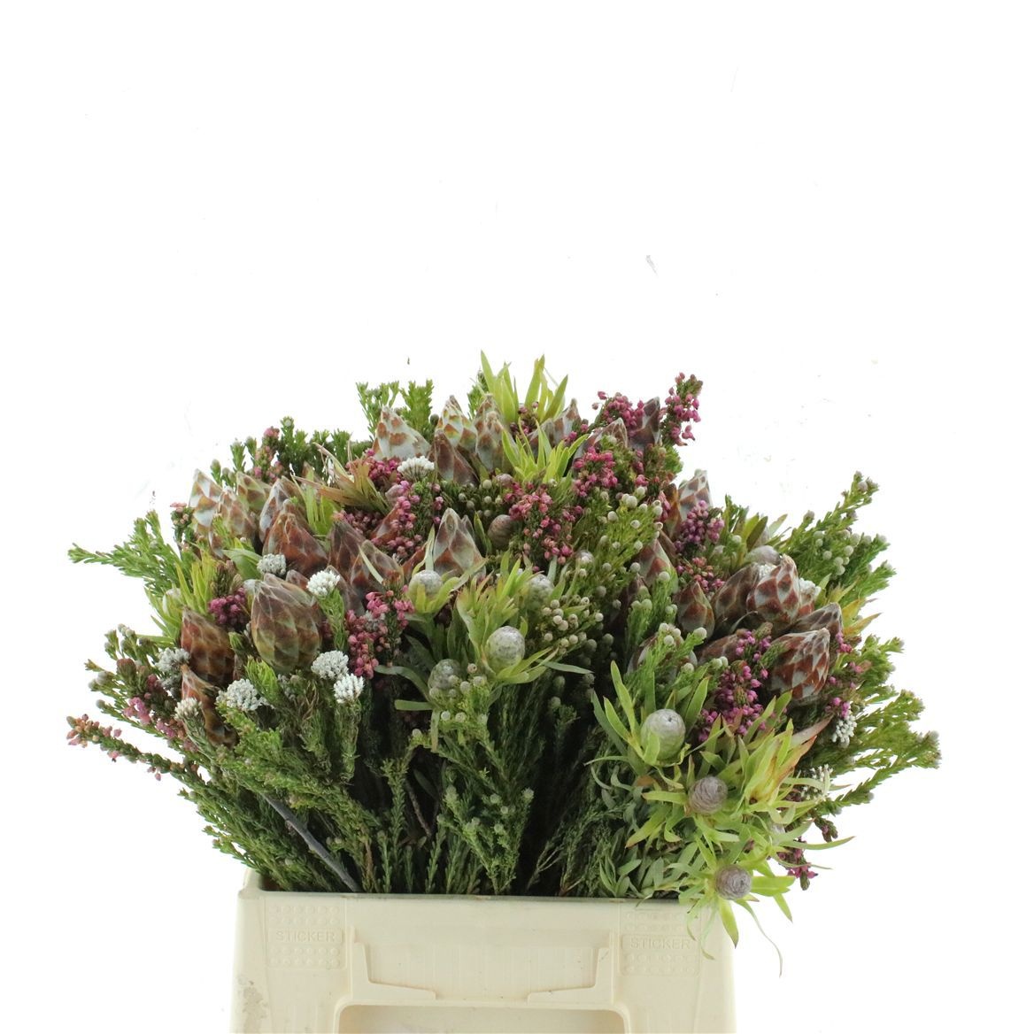 Protea Bouquet Per Bunch 45cm
