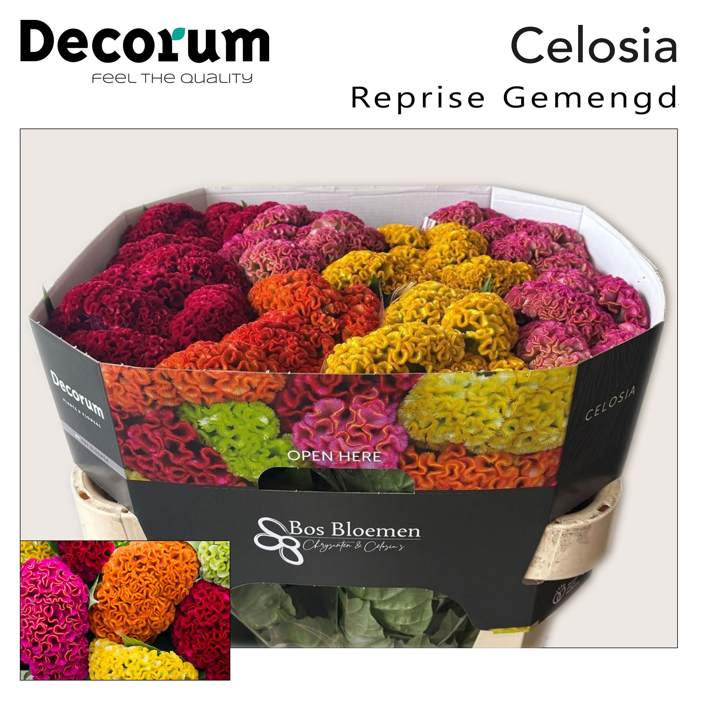 Celosia Reprise Mixed 70cm
