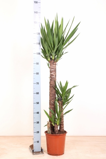 Yucca 24P 140H 3stek 2kop