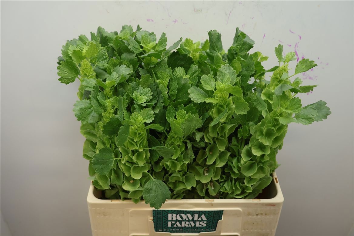 Molucella Esulema 50cm
