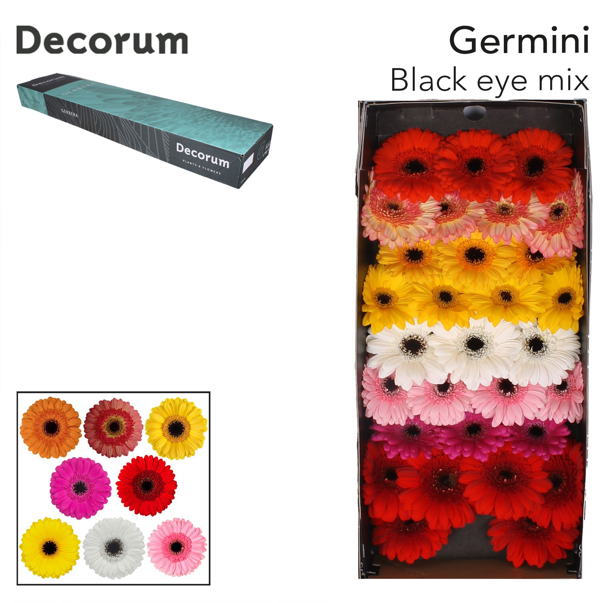 Ge Mi Gem