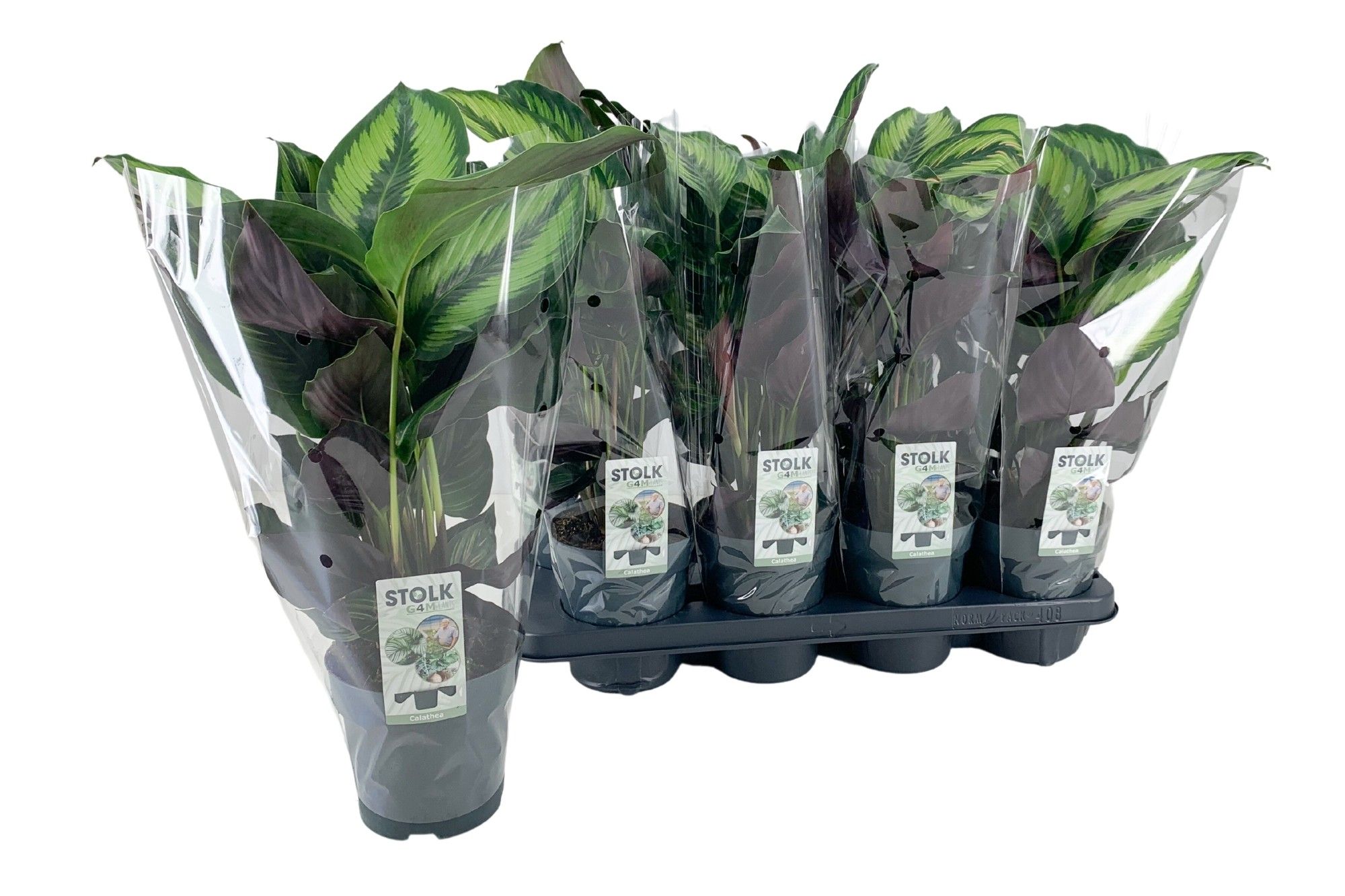 Calathea Beautystar Majestica Princeps | Gardenline