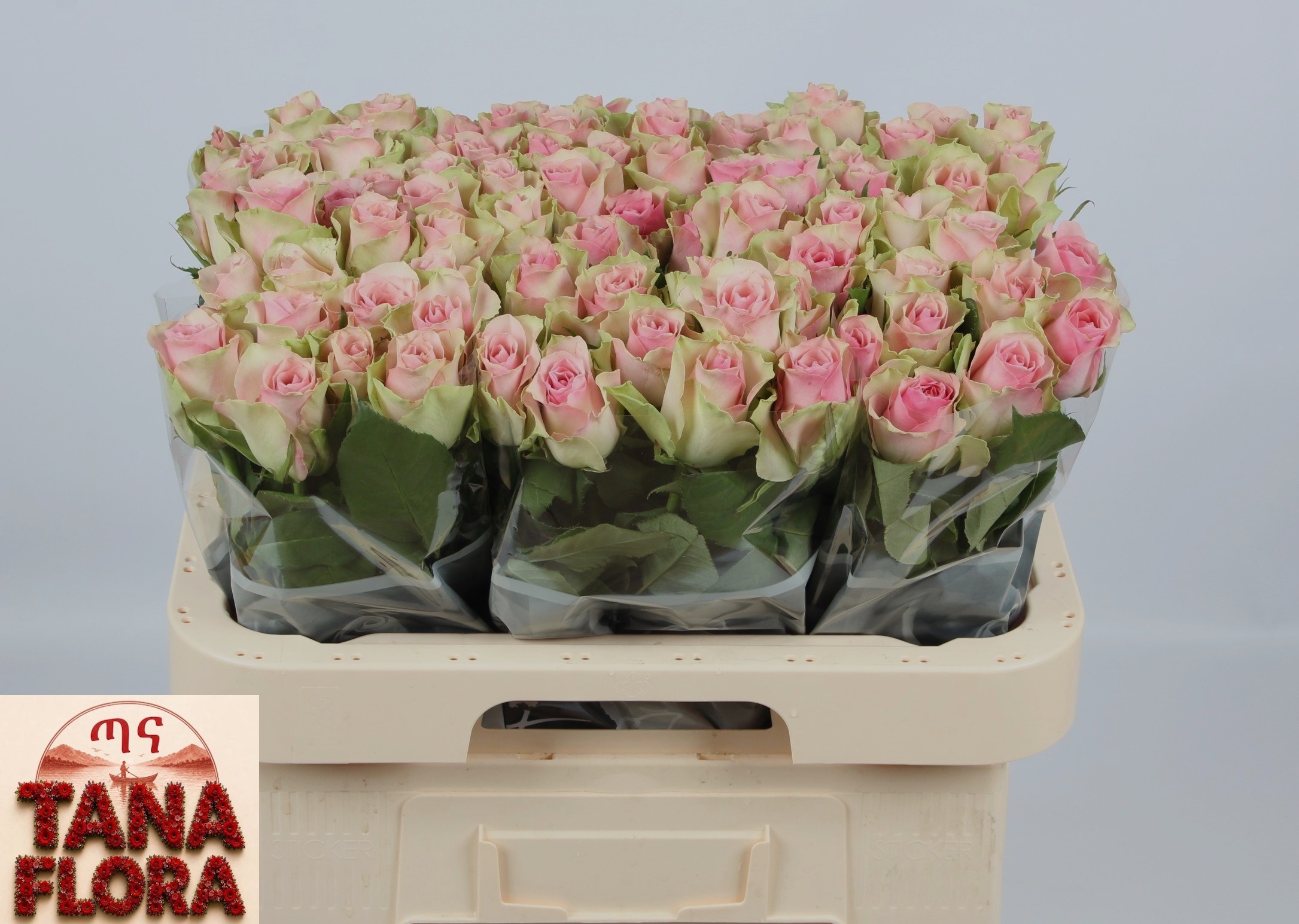 R Gr Belle Rose
