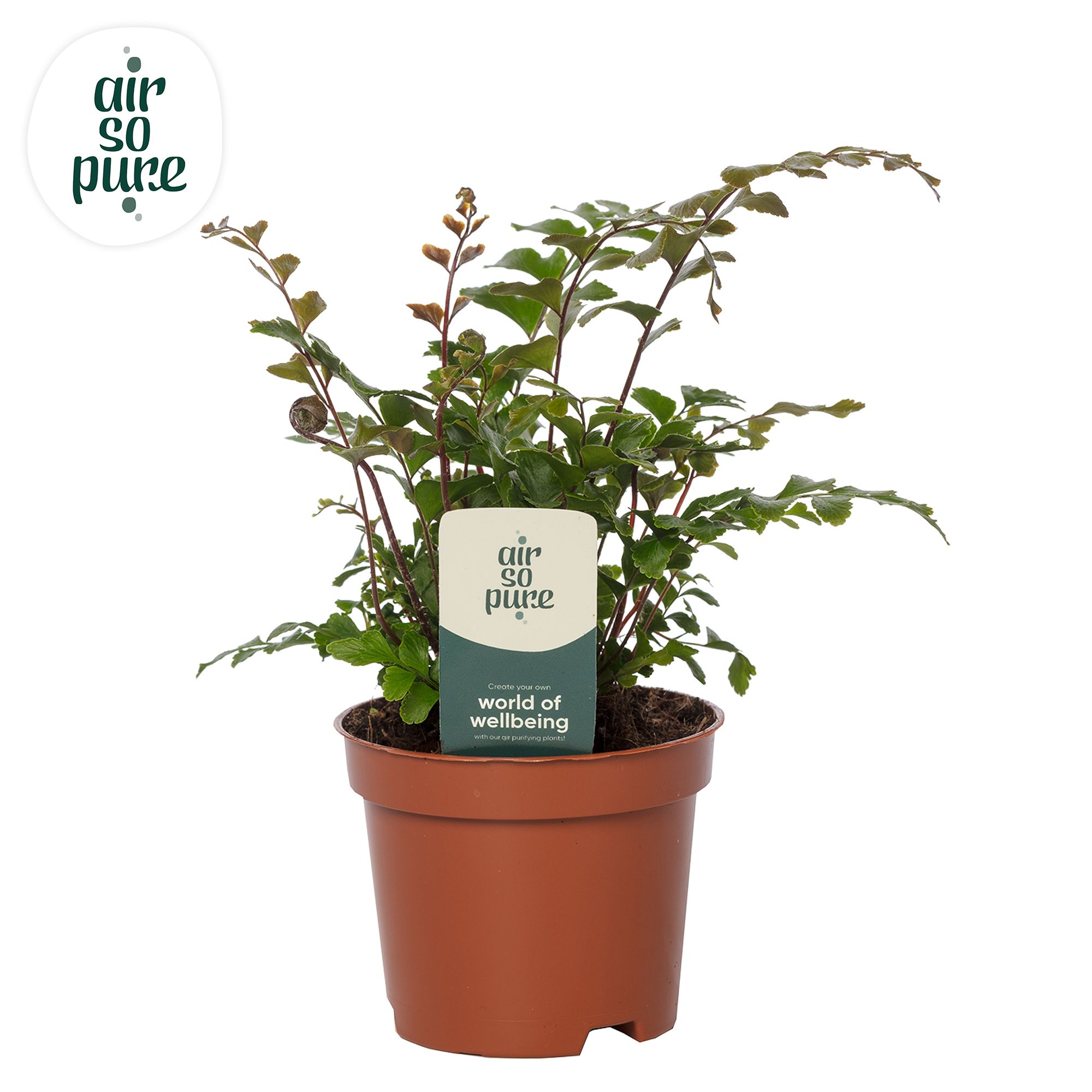 Didymochlaena truncatula - Air So Pure