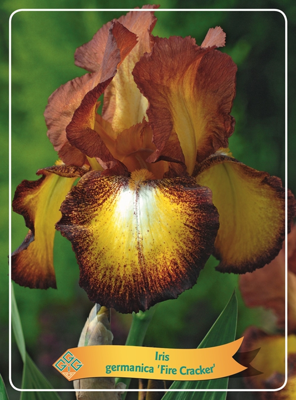 Picture of Iris germanica Mix 6x10 srt. per shelve P11