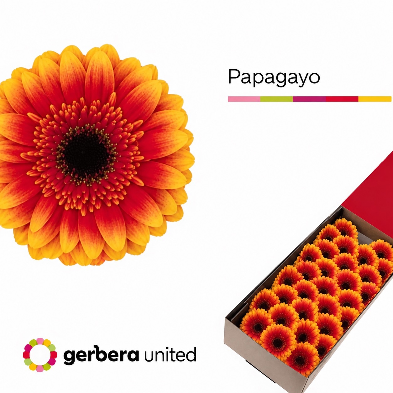 Gerbera Mini Black Center Papagayo 45cm 7cm Hd