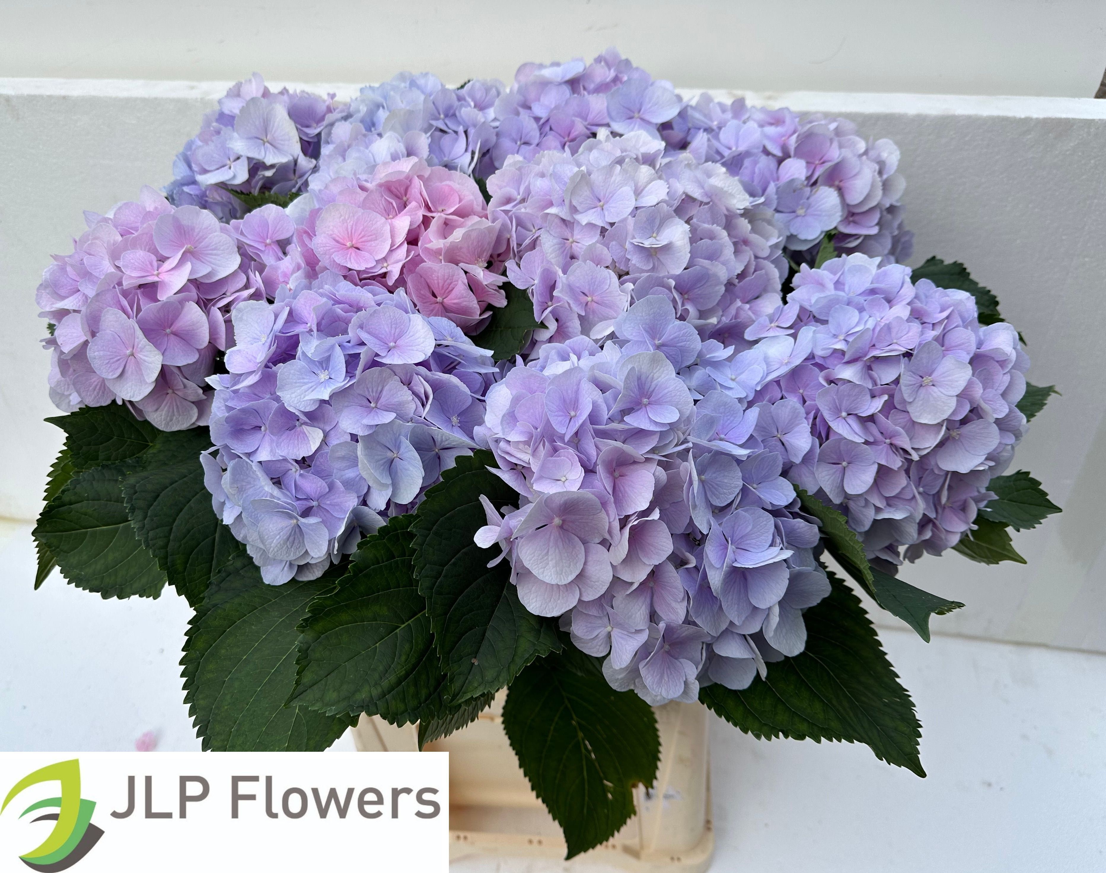 Hydrangea Verena Pink 80cm 23Ø
