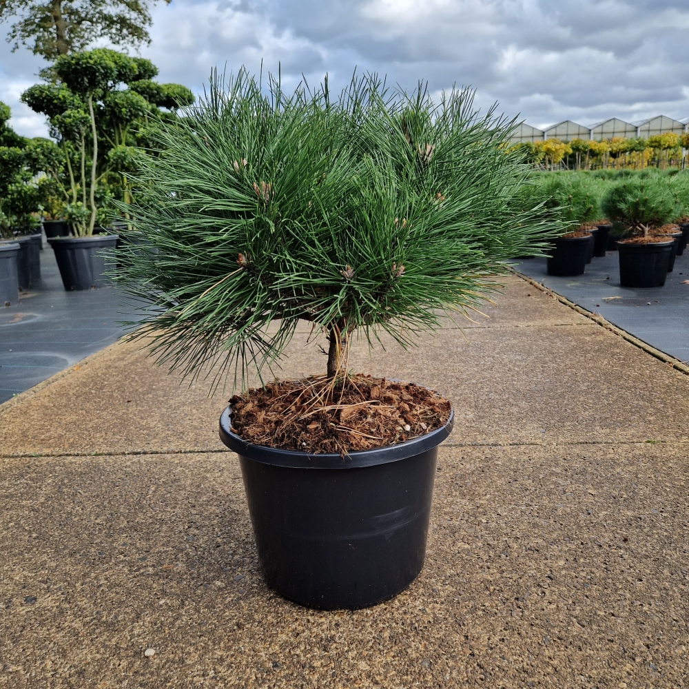 Picture of Pinus nigra Brepo C12 10/STD-35-40-HEAD (LOOSE)