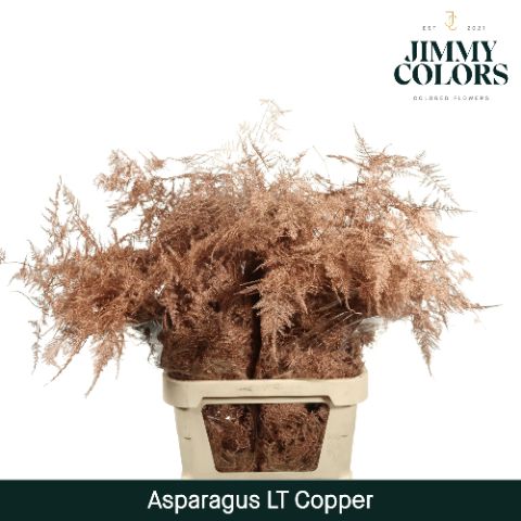 Aspa Lang Getopt Copper