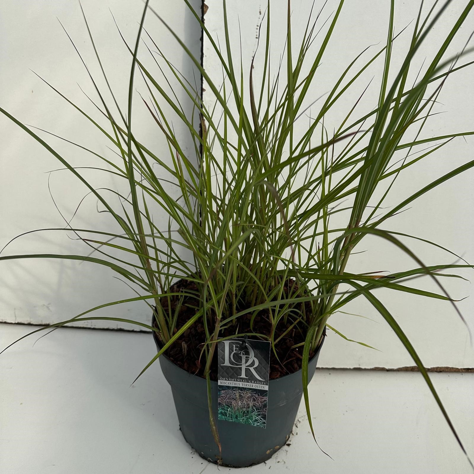 Picture of Miscanthus Ferner Osten P29 (10 Ltr)