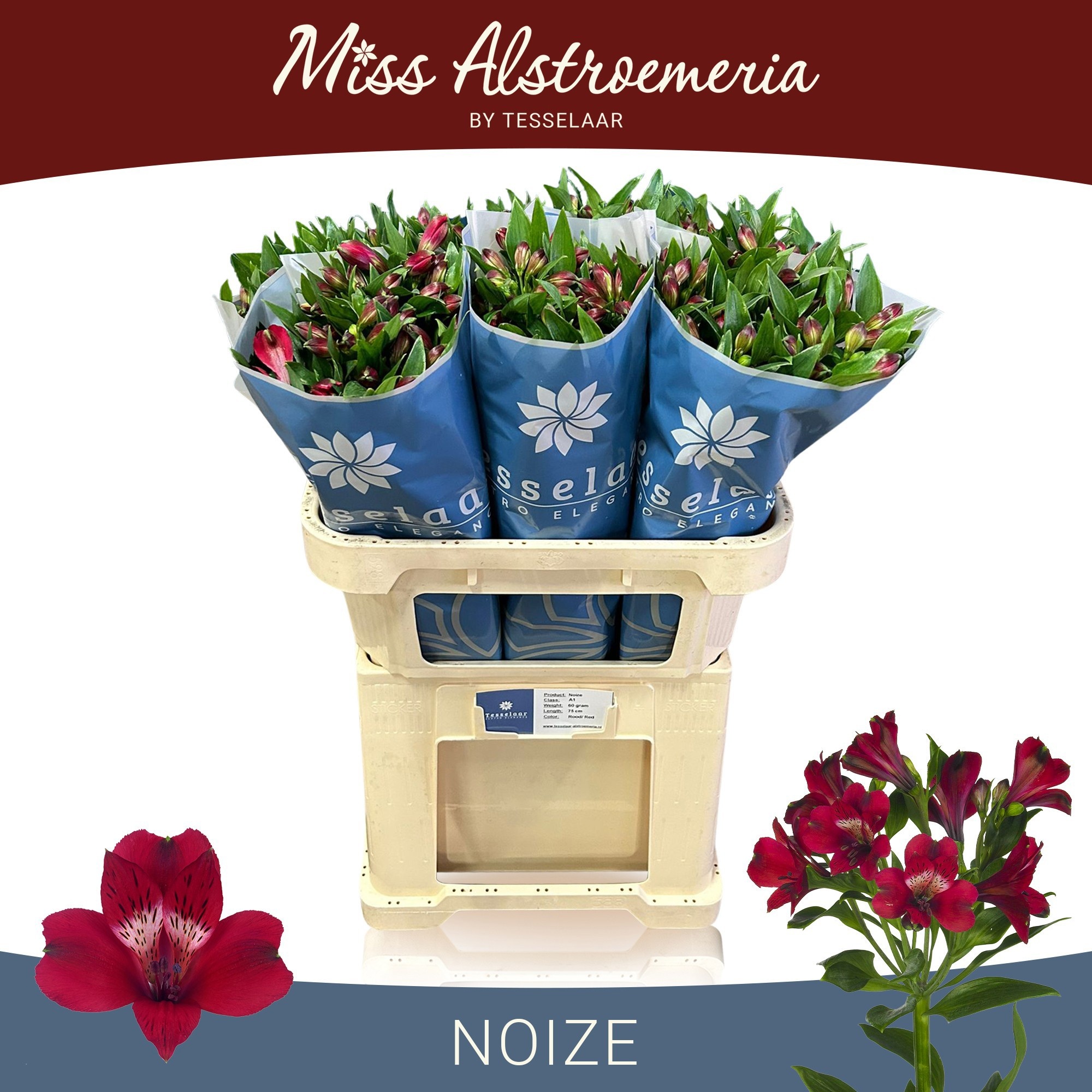 Alstr Noize