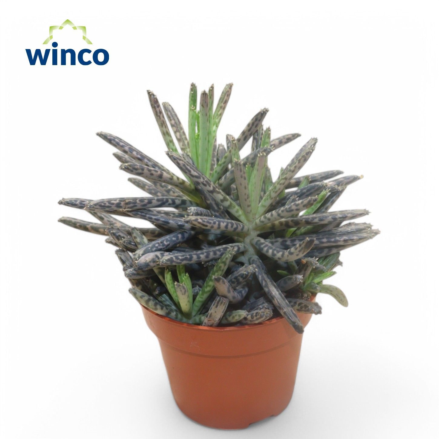 Kalanchoe Ov 505P 10H