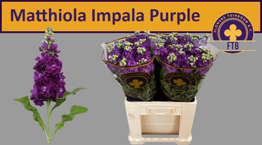 Matth Impala Purple 60cm