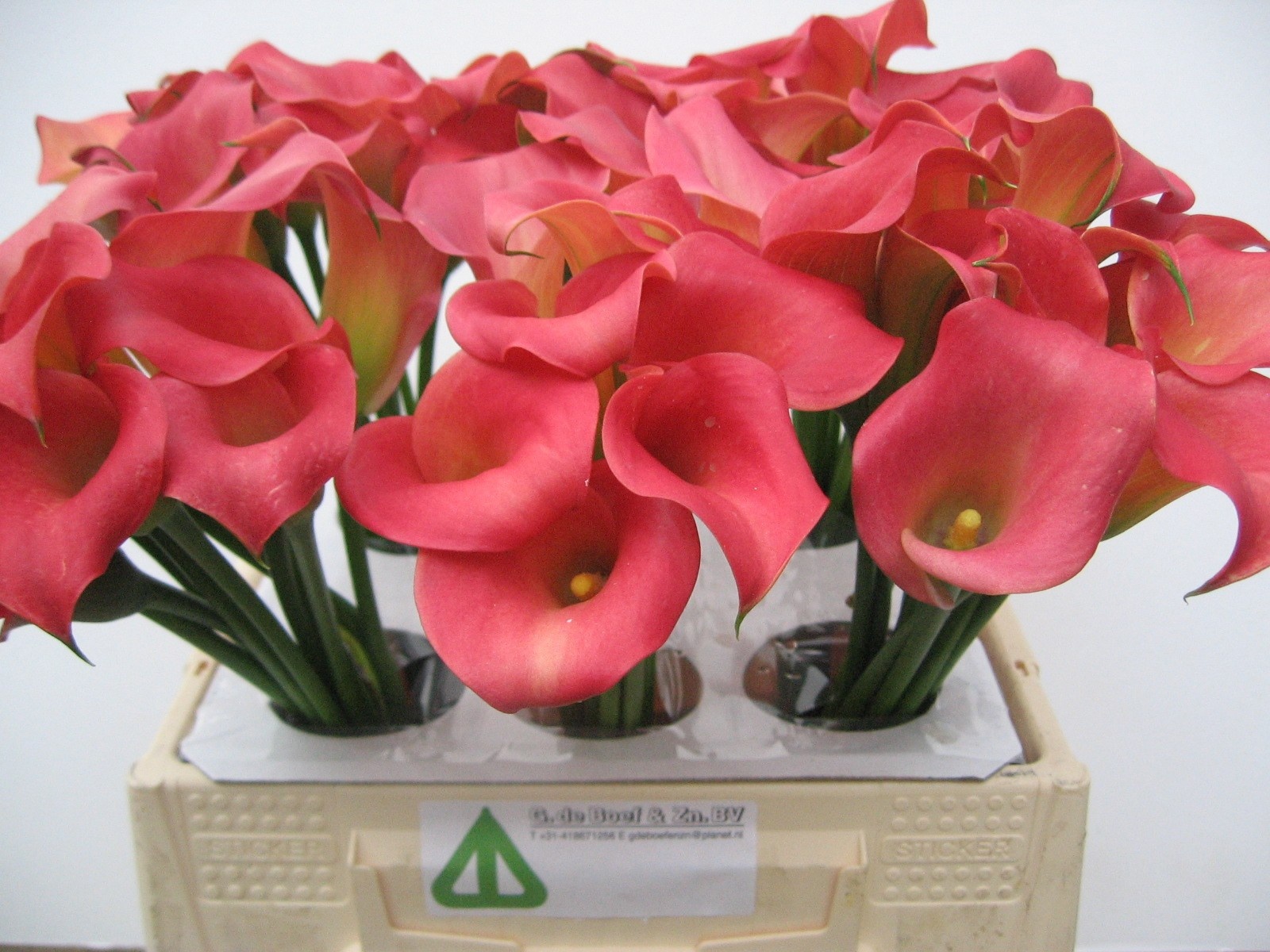 Calla Nashville 40cm