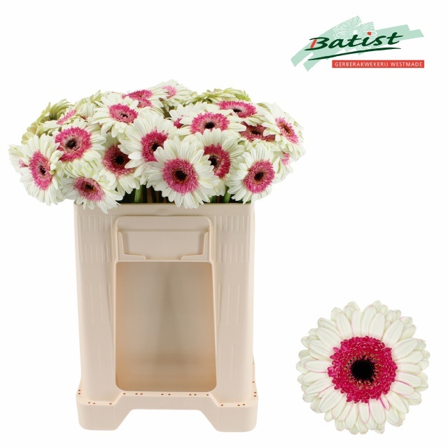 Gerbera Mini Double Fun