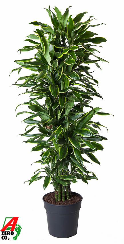 Picture of Dracaena Gold Coast branched P31 140CM (LOOSE)