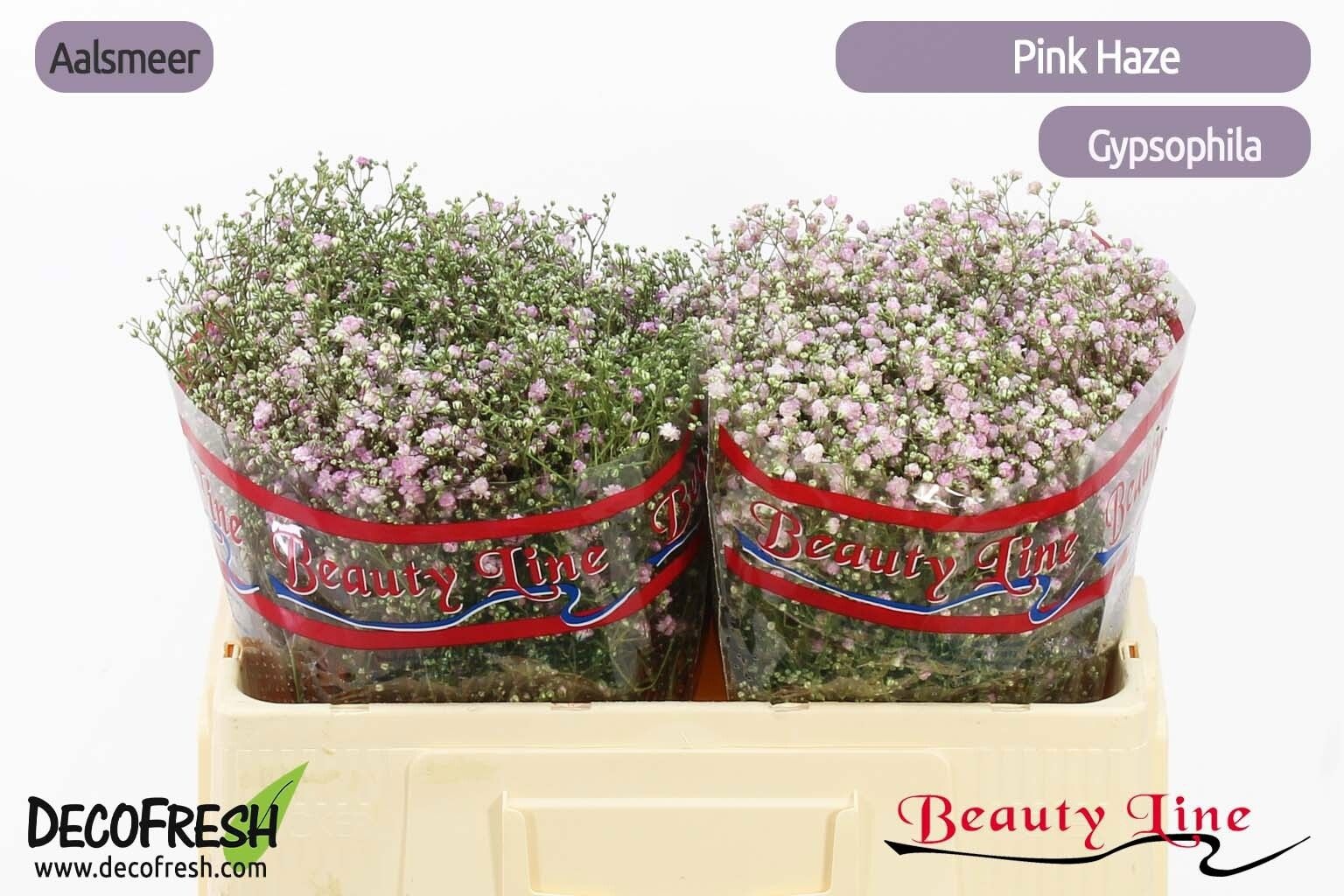 Gyps Pa Pink Haze 50cm 14gram