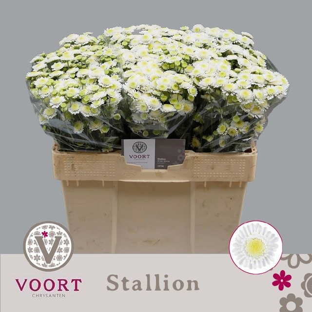 Chrys Spray Stallion White 40gram