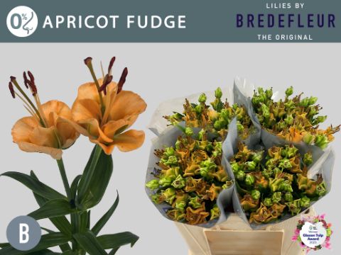 Li La Apricot Fudge