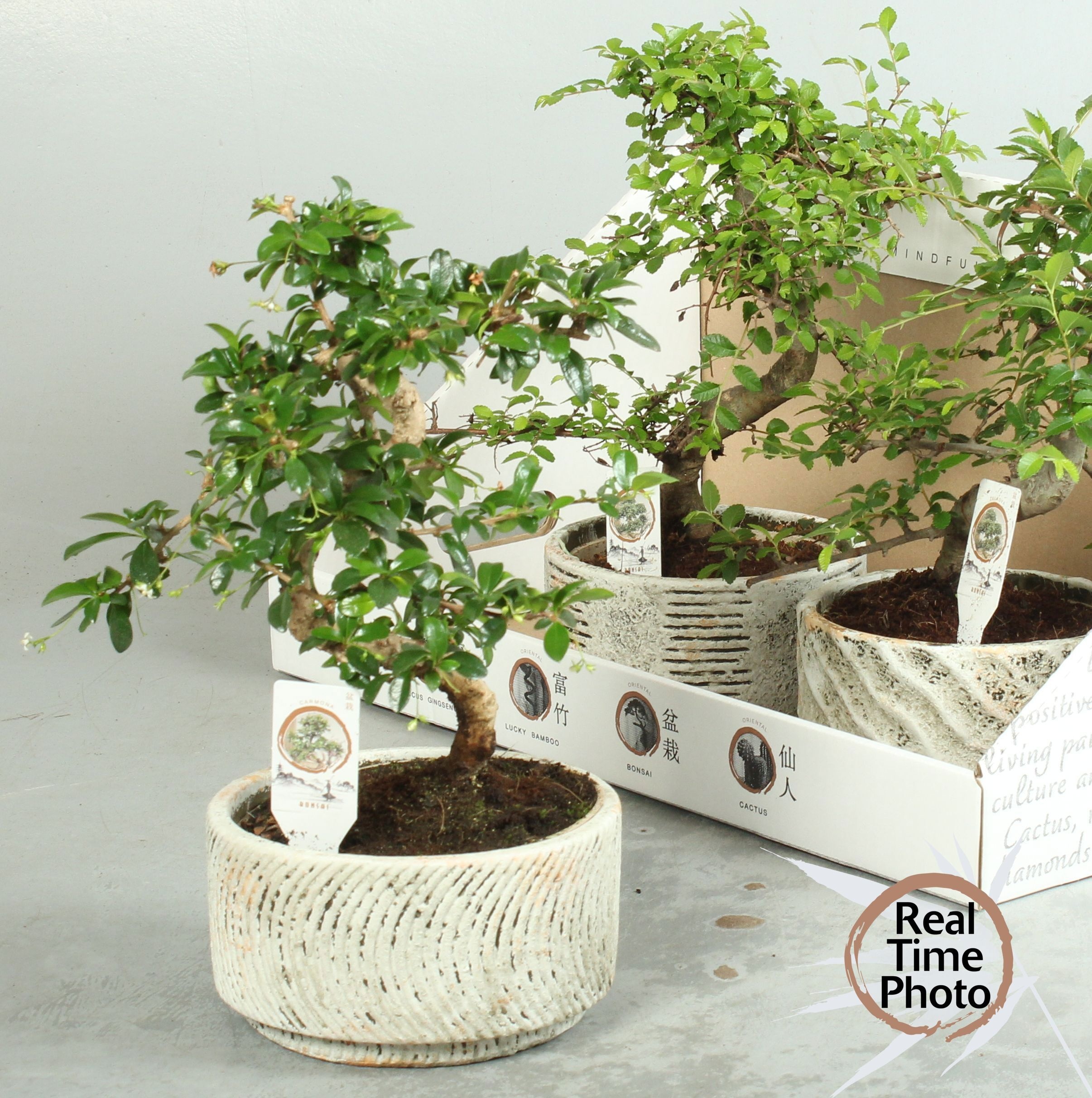 Bonsai Gem 17P 35H