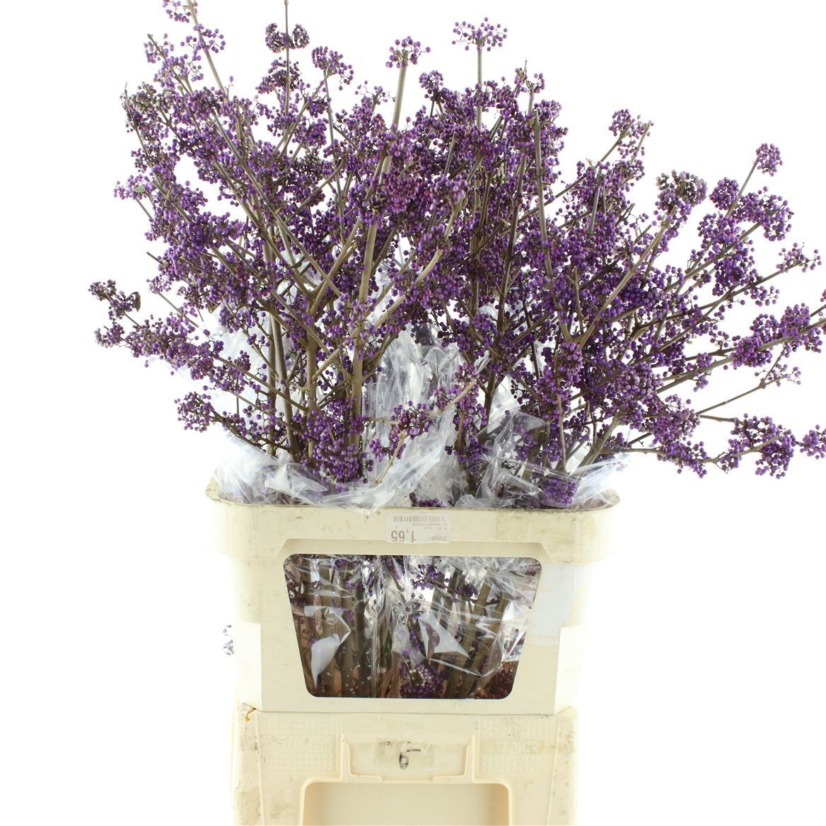 Callicarpa Bod Giraldi(imp) 100cm