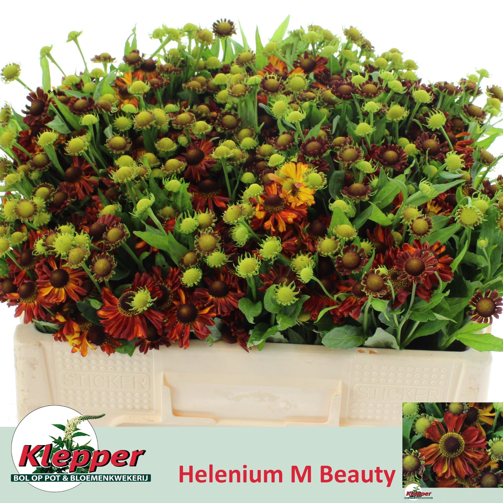 Helen Autumn Fire 50cm