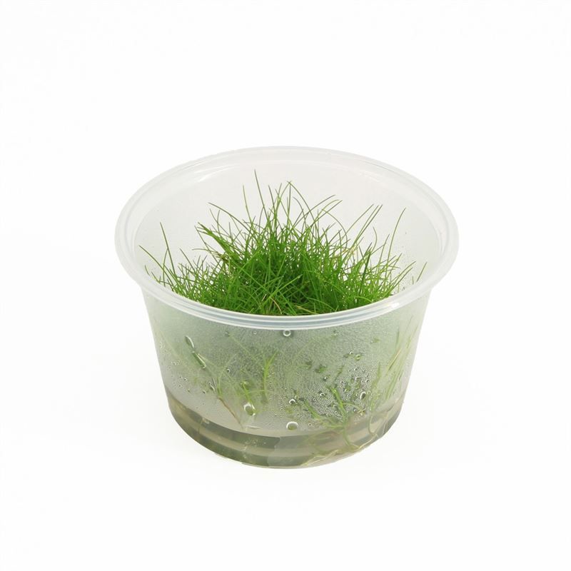 Eleocharis parvula 100cc cup
