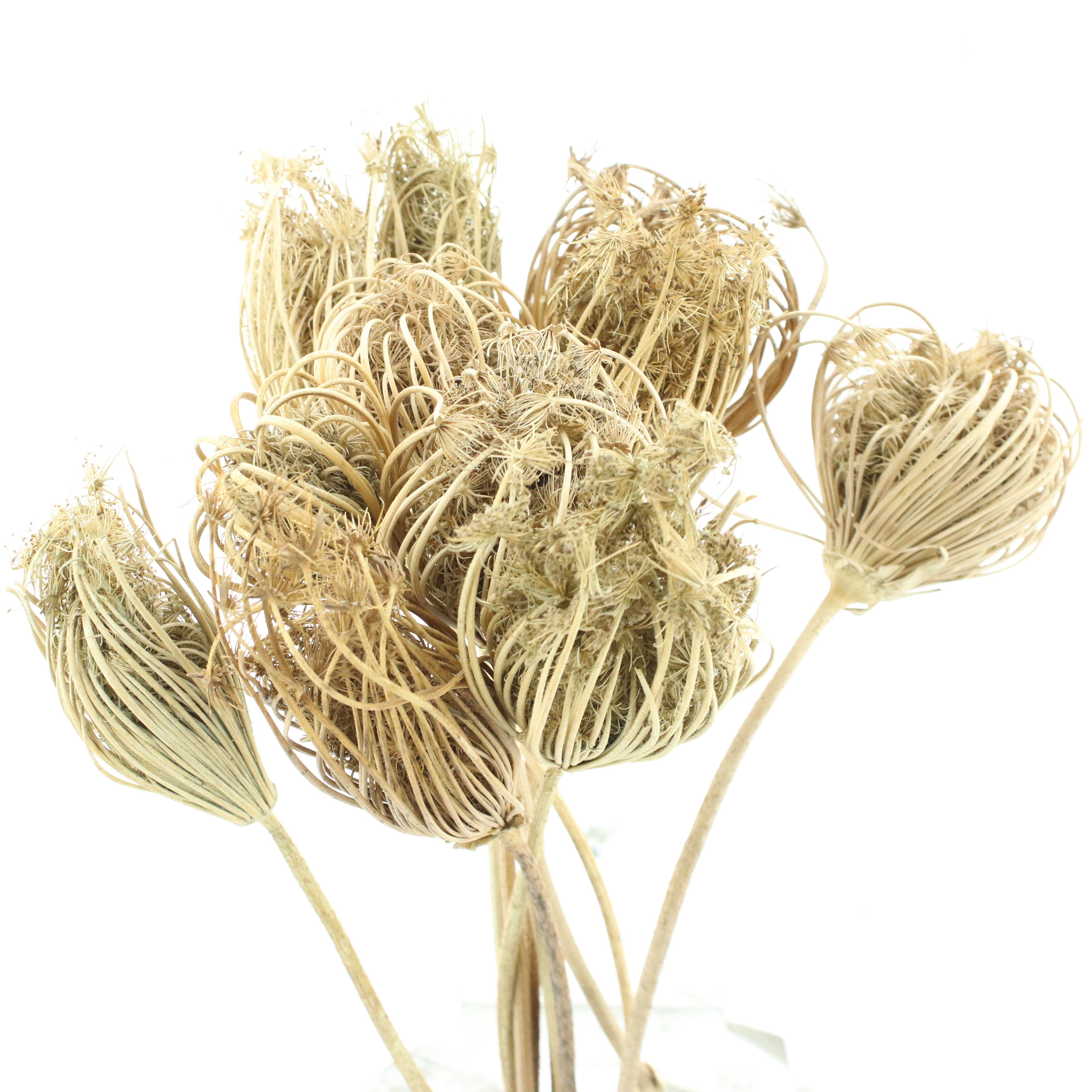 Dried Miscellaneous 50cm