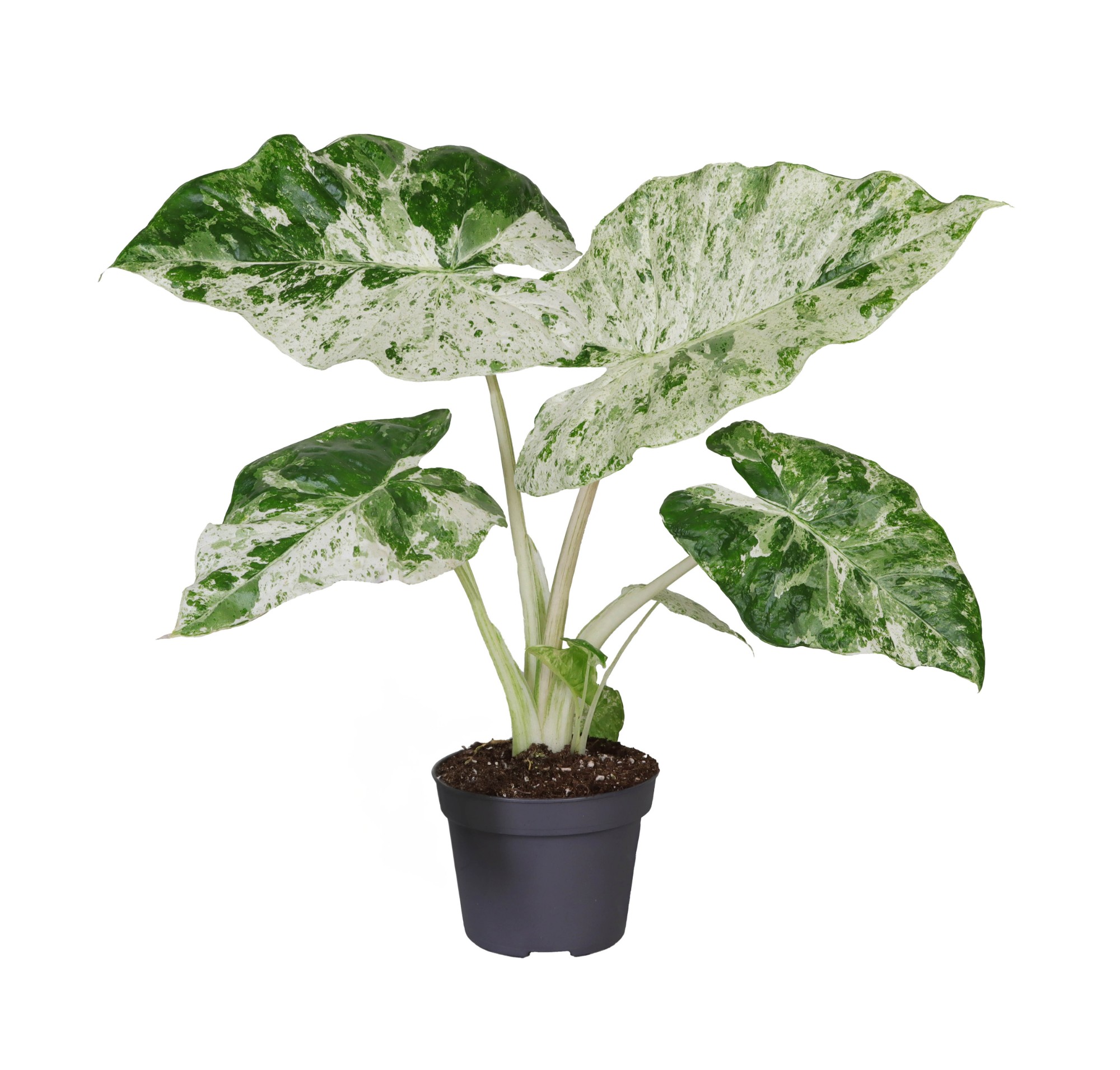 Picture of Alocasia Macrorrhizos Camouflage Variegata (Splash) 12 cm P12 35CM