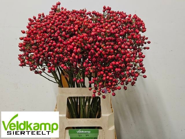 Rosa Mag Autum Glory 70cm