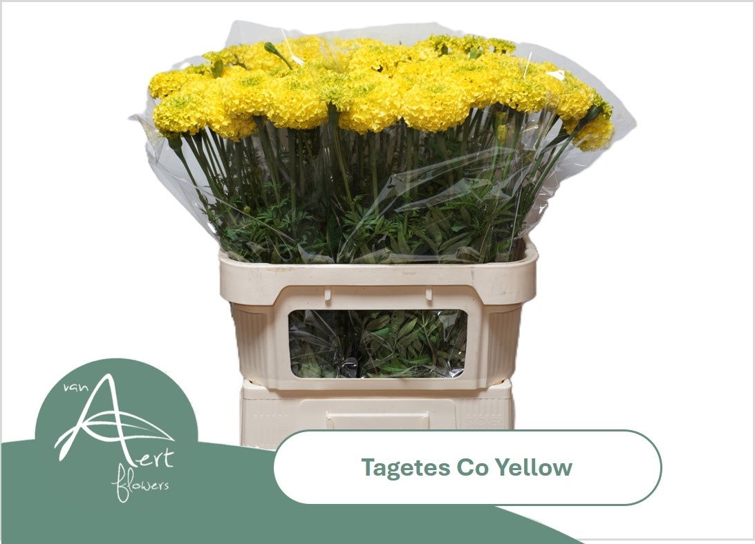 Tage E Co Yellow