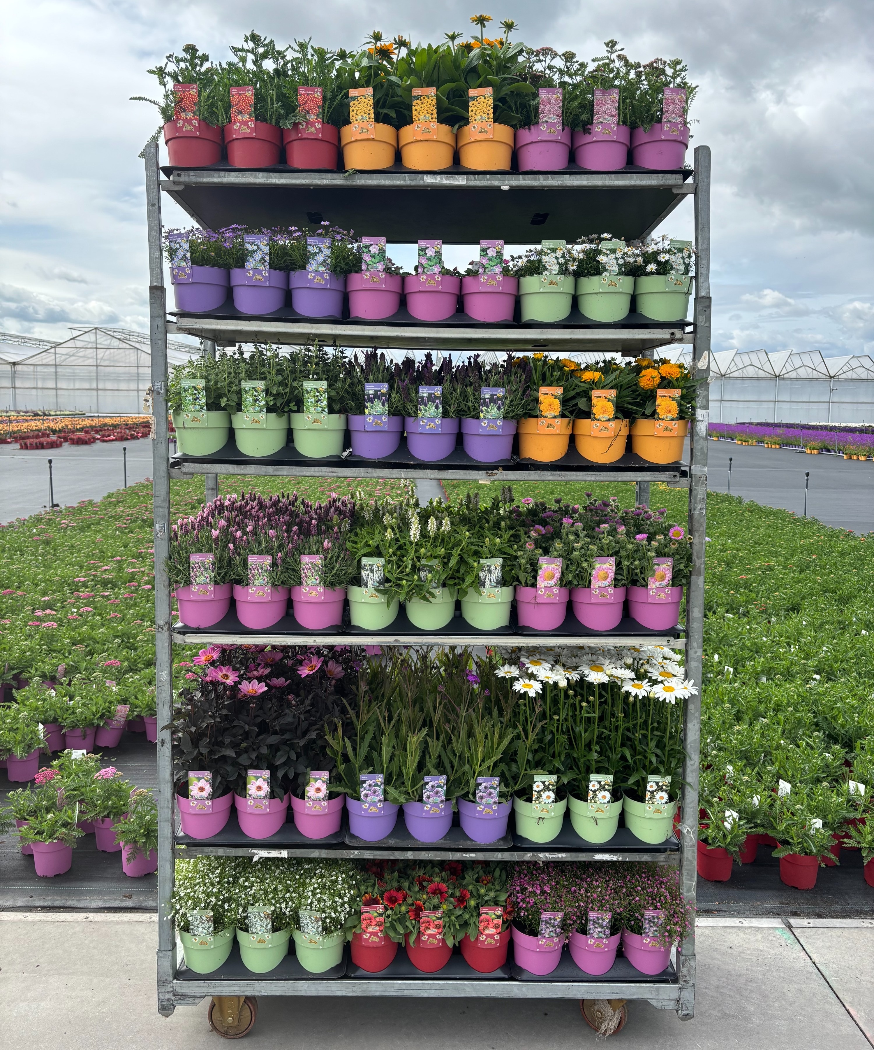 Picture of Bee Friendly Mixkar