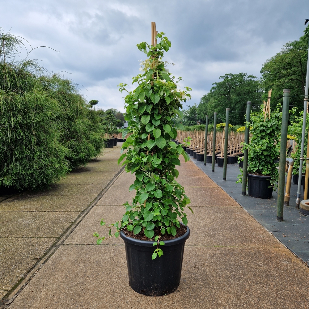 Picture of Hydrangea petiolaris C35 100/110 (LOOSE)