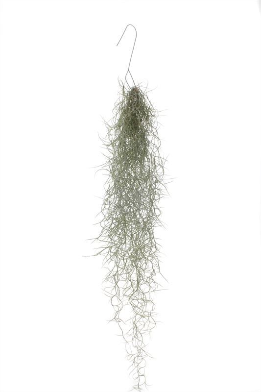 Till Usneoides