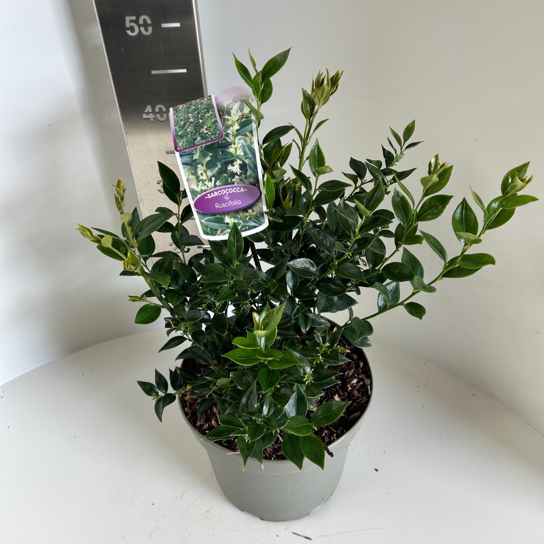 Picture of Sarcococca ruscifolia P23 (5 Ltr) (LOOSE)