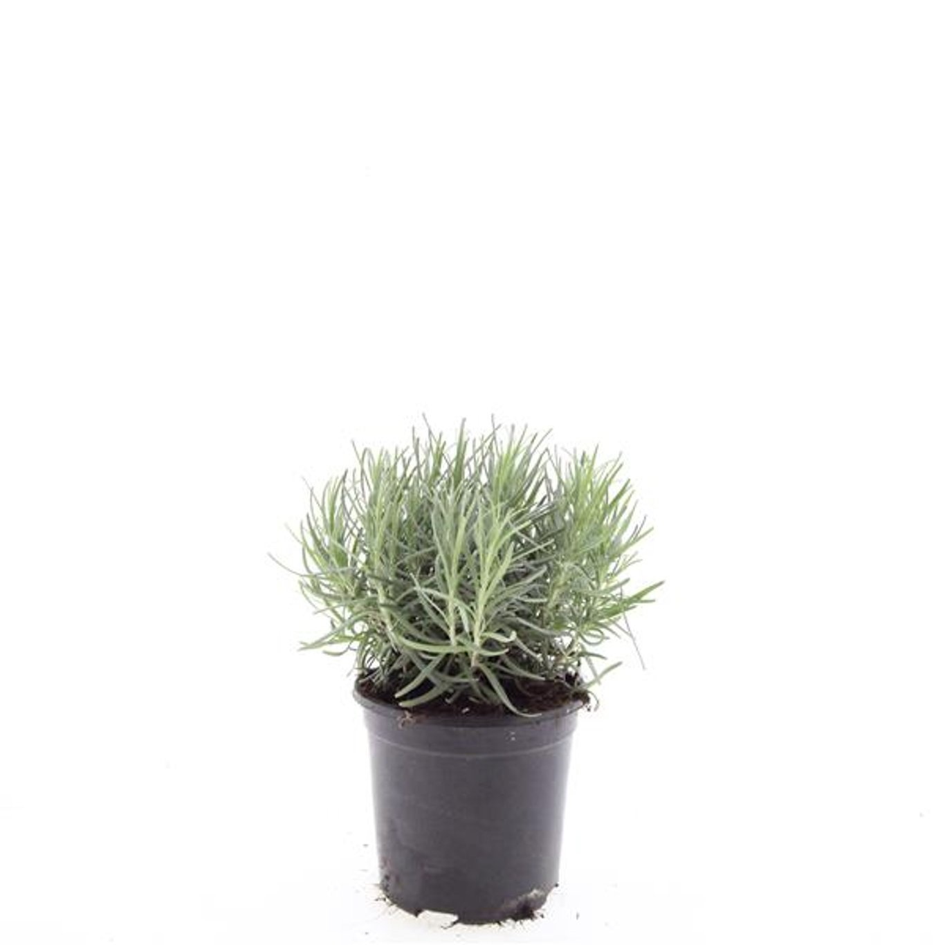 Lavandula angustifolia 'Munstead'