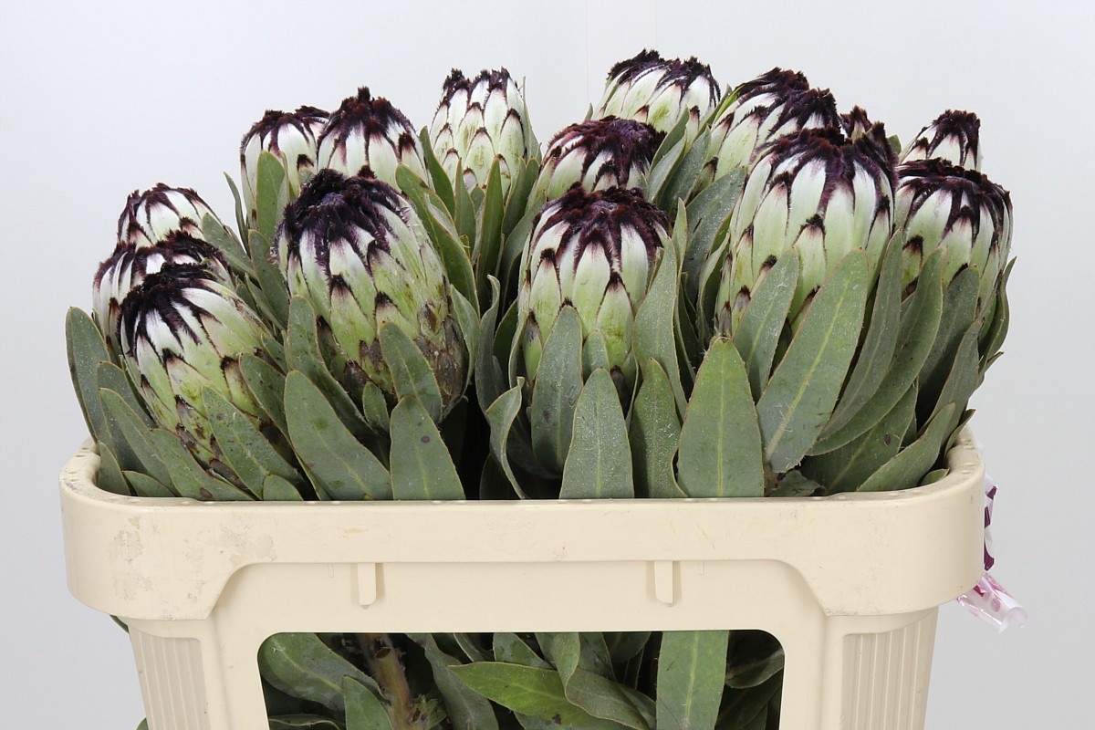 Protea Mag Niobe