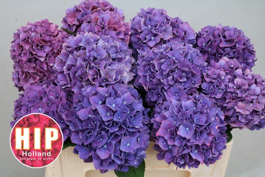 Hydrangea Rodeo Classic Pink 50cm 16Ø