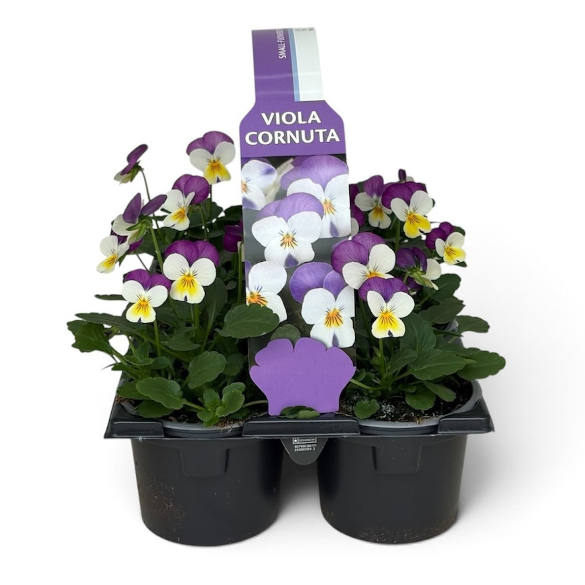 Viola Sixpack Viola Cornuta White With Rose Wing
