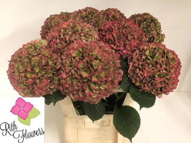 Hydrangea Royal Grandeur Classic 60cm 24Ø