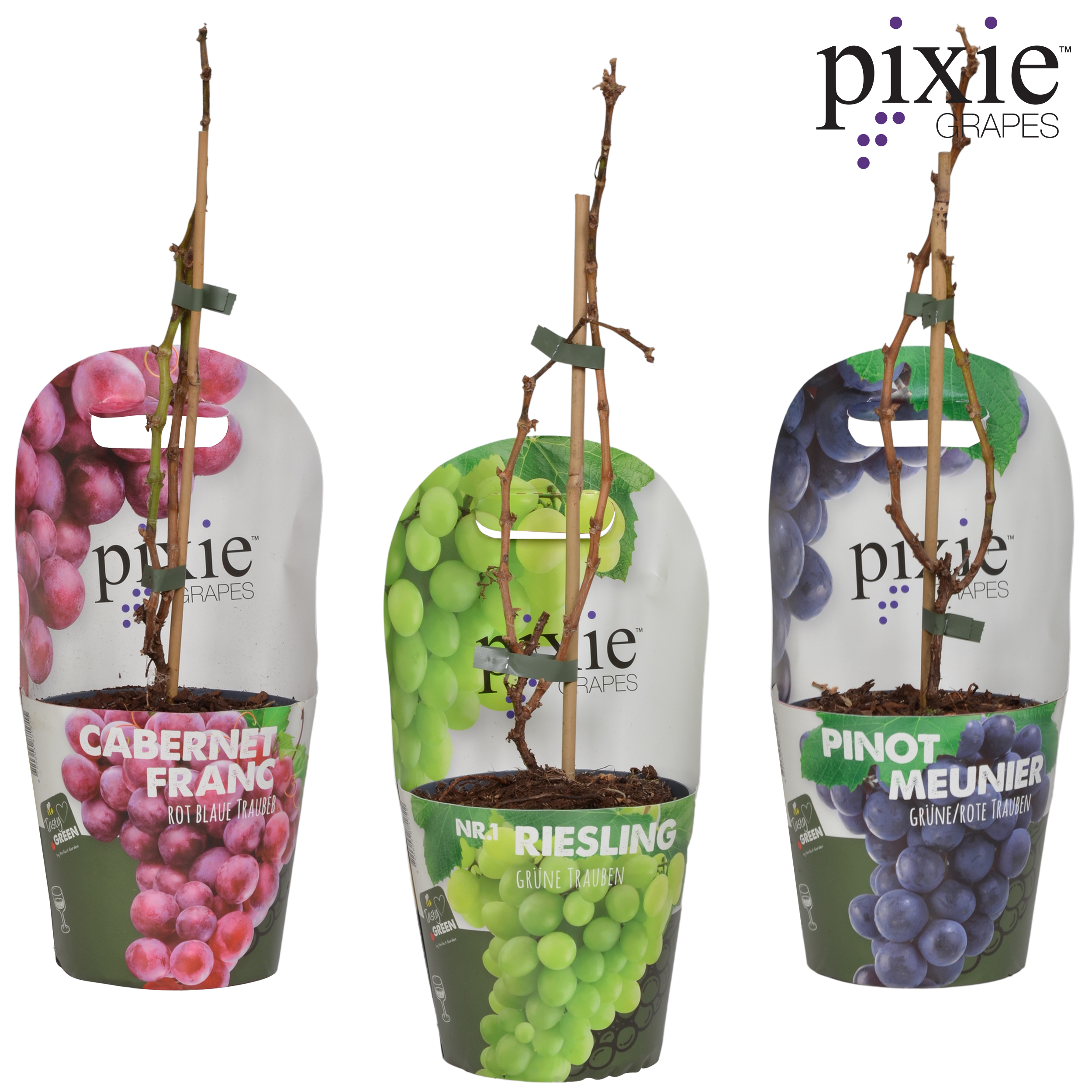 Picture of Vitis Pixie mix shelve Bio P14