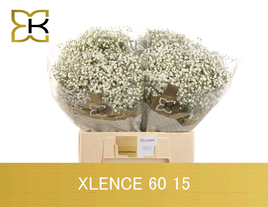 Gyps Pa Xlence