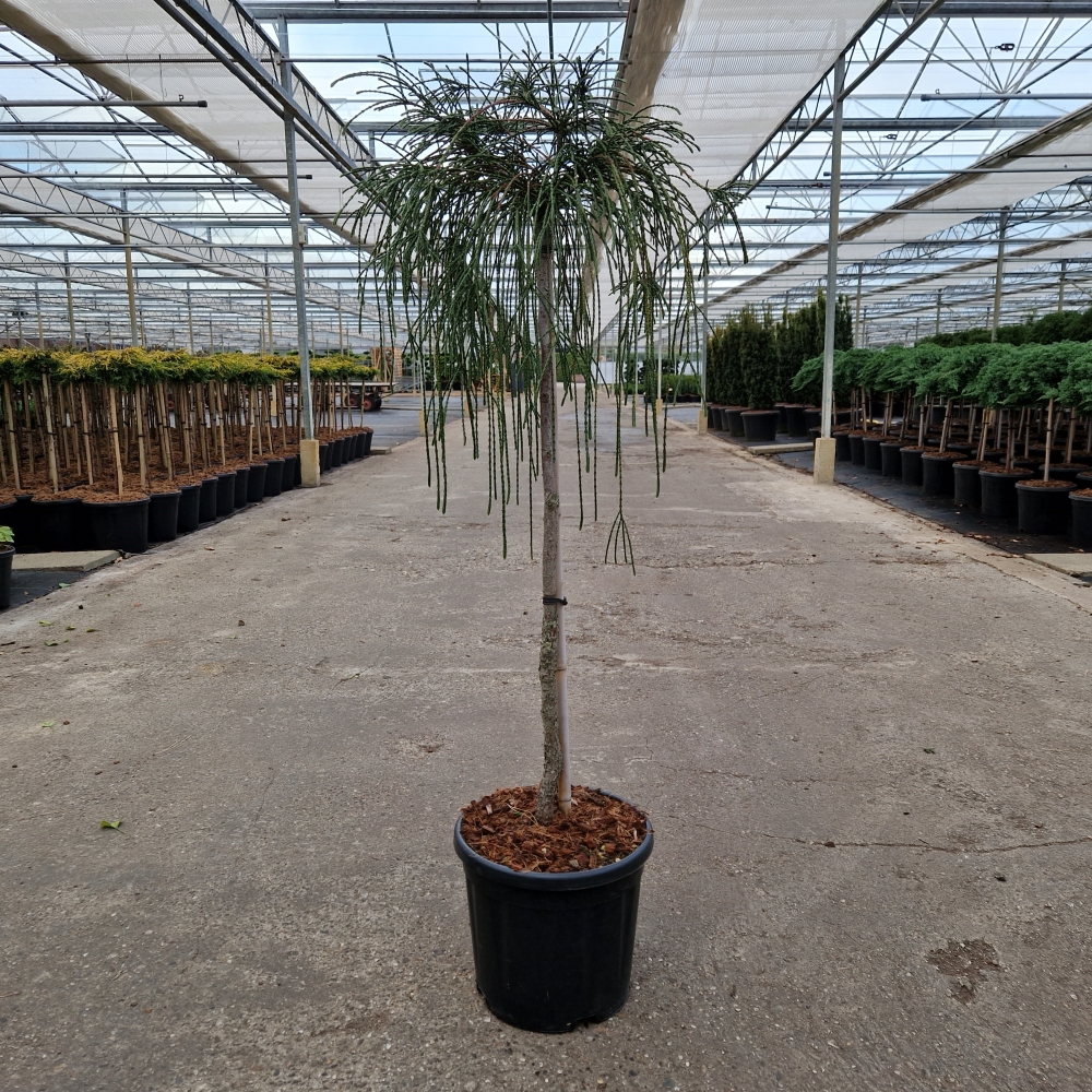 Picture of Thuja plicata Whipcord C11 80/STD