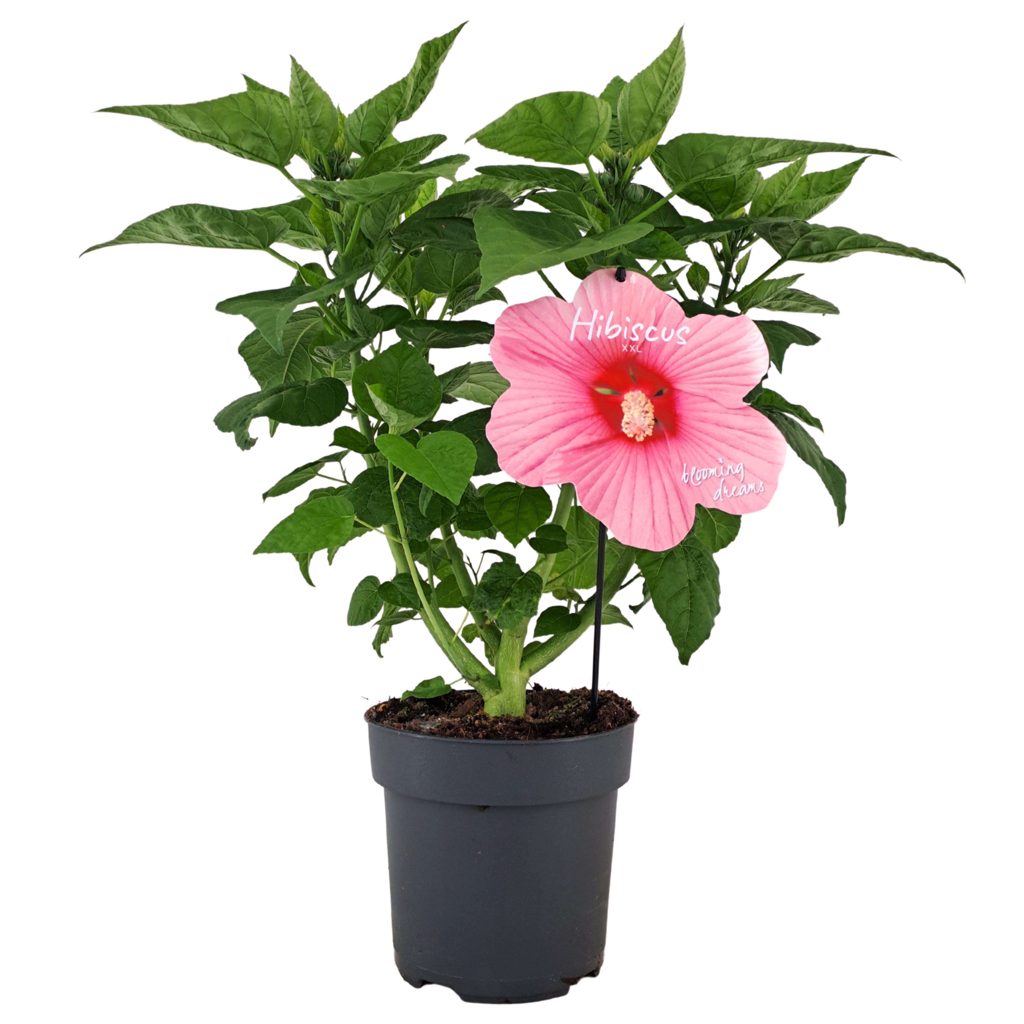 Hibiscus m. Extreme Hot Pink ('Extrehotpink')