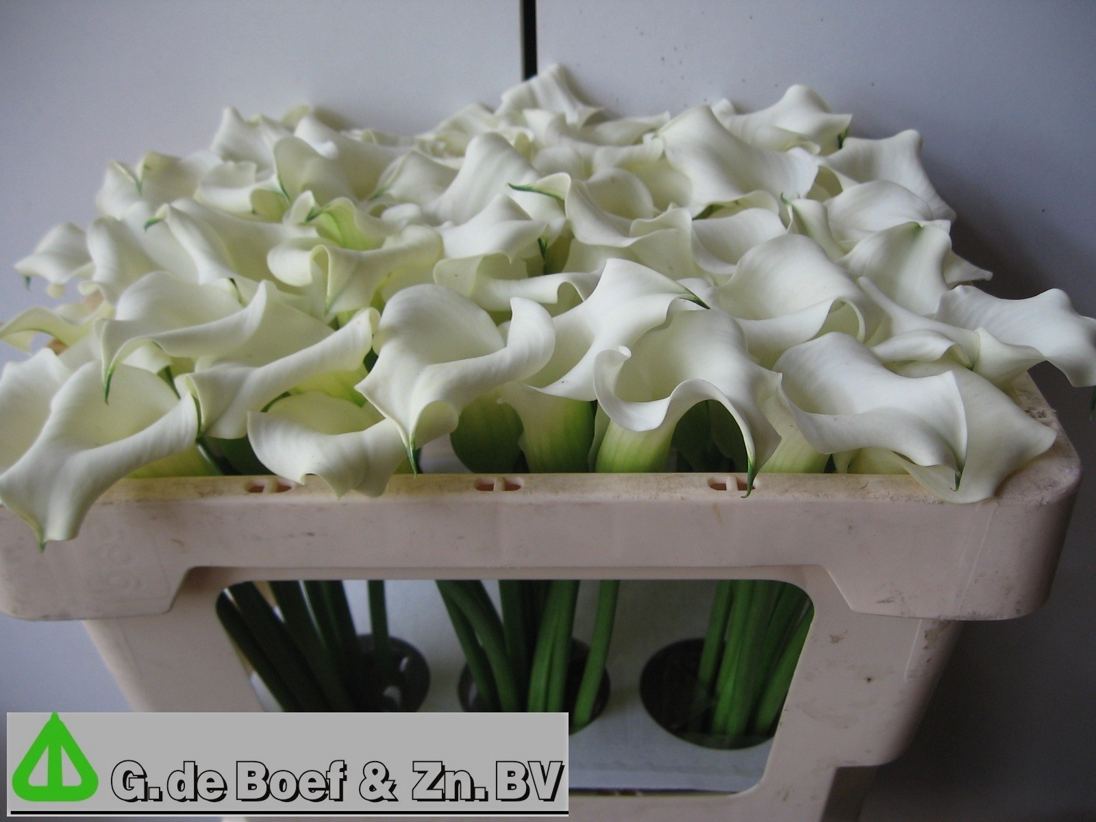 Calla Capt Ventura 45cm
