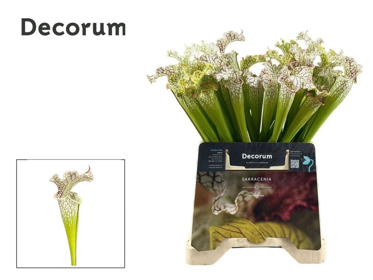 Sarracenia Ov 60L.cm